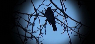 Låt oss tala som fåglar © Victoria Brännström