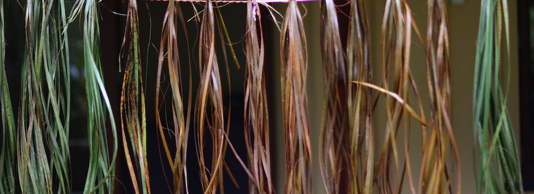 Harakeke 2 ©Jeanette Schäring