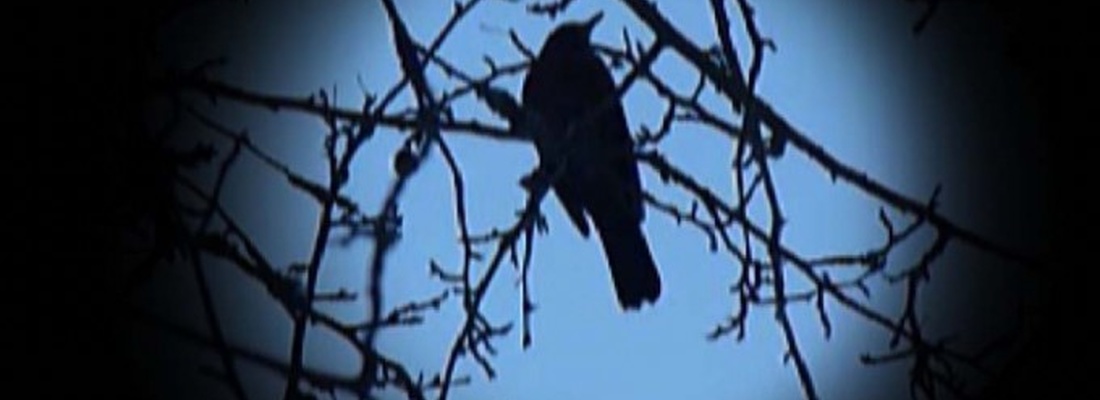 Låt oss tala som fåglar © Victoria Brännström